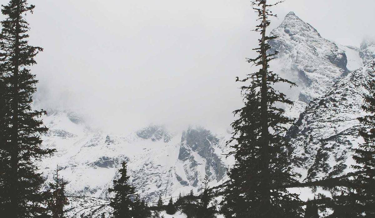 Fog moving through a conifer ridgeline site study