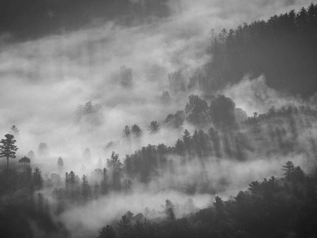 Mist moving through coastal forest